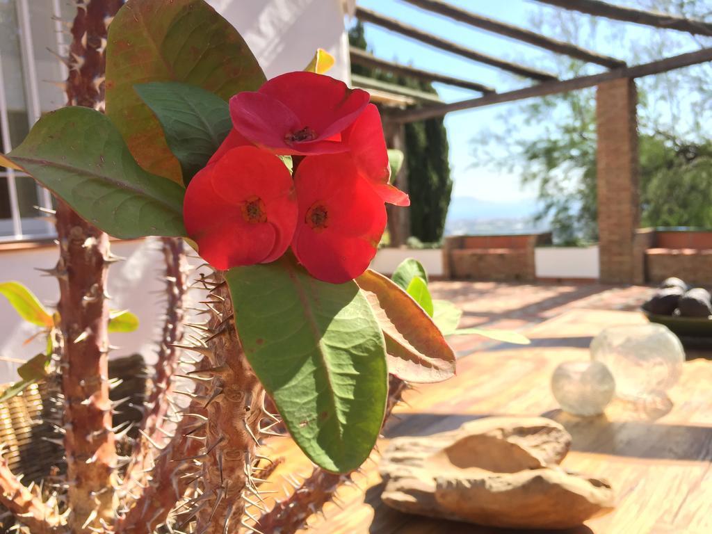 La Casa Del Burro Bed & Breakfast Nerja Exterior photo